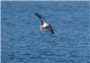 Black Tern