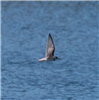 Black Tern
