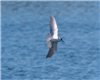 Black Tern