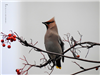 Waxwing