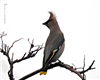 Waxwing