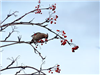 Photo of Waxwing at Aylesbury, Buckinghamshire. Taken by John Edwards on 13th January 2019.