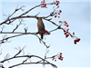 Photo of Waxwing at Aylesbury, Buckinghamshire. Taken by John Edwards on 13th January 2019.