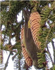 Common Crossbill