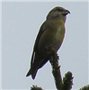 Common Crossbill