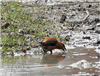 Common Crossbill