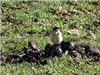 Photo of Wheatear at Lake End, Dorney, Buckinghamshire. Taken by John Edwards on 15th March 2019.