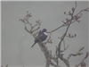 Photo of Ring Ouzel at Quainton Hills, Buckinghamshire. Taken by Tim Watts on 18th April 2019.