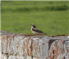 Photo of Wheatear at Quainton Hills, Buckinghamshire. Taken by Tim Watts on 17th April 2019.