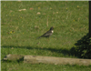 Photo of Ring Ouzel at Quainton Hills, Buckinghamshire. Taken by Tim Watts on 20th April 2019.