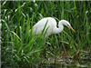 Photo of Great White Egret at Wendover Canal, Buckinghamshire. Taken by John Edwards on 17th July 2019.