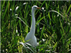 Great White Egret