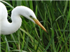 Great White Egret