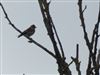 Photo of Brambling at Newton Longville, Buckinghamshire. Taken by Harry Appleyard on 15th October 2020.
