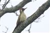 Green Woodpecker