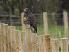 Photo of Buzzard at Marsh Gibbon, Buckinghamshire. Taken by Alec Nightingale on 3rd April 2020.
