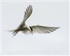Photo of Common Tern at Old Wolverton, Stony Stratford, Buckinghamshire. Taken by Jason Chalk on 15th August 2020.