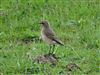 Wheatear