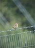 Photo of Whinchat at Great Missenden, Buckinghamshire. Taken by Stewart Dennis on 3rd September 2020.