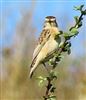 Whinchat