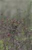 Photo of Stonechat at Pitstone, Buckinghamshire. Taken by Stewart Dennis on 3rd November 2021.