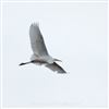 Photo of Great White Egret at Old Wolverton, Stony Stratford, Buckinghamshire. Taken by Jason Chalk on 15th February 2021.
