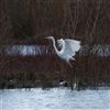 Photo of Great White Egret at Old Wolverton, Stony Stratford, Buckinghamshire. Taken by Jason Chalk on 15th February 2021.