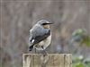 Wheatear