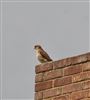 Photo of Kestrel at Dorney, Buckinghamshire. Taken by Anthony Horastead on 11th July 2021.