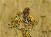 Whinchat