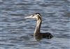 Great Crested Grebe