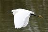 Little Egret