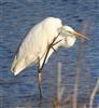 Photo of Great White Egret at Newton Leys, Buckinghamshire. Taken by Mike Wallen on 5th January 2022.