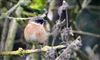 Photo of Stonechat at Hughenden Valley, High Wycombe, Buckinghamshire. Taken by Graham Smith on 27th December 2022.
