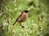 Photo of Stonechat at Hughenden Valley, High Wycombe, Buckinghamshire. Taken by Graham Smith on 27th December 2022.