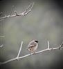 Photo of Stonechat at Hughenden Valley, High Wycombe, Buckinghamshire. Taken by Graham Smith on 27th December 2022.