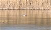 Photo of Garganey at Linford GPs, Buckinghamshire. Taken by Paul Gibbs on 22nd March 2022.