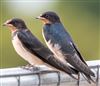Photo of Swallow at Pitstone, Buckinghamshire. Taken by Adrian Roach on 3rd June 2022.