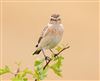 Whinchat