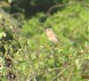 Whinchat