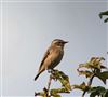 Whinchat