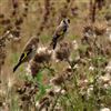 Photo of Goldfinch at Marsworth Reservoir (Bucks section), Buckinghamshire. Taken by Alan Albrow on 2nd September 2022.