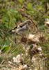 Photo of Goldfinch at Marsworth Reservoir (Bucks section), Buckinghamshire. Taken by Alan Albrow on 2nd September 2022.