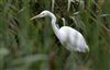 Photo of Great White Egret at Linford GPs, Buckinghamshire. Taken by Michael Haberfield on 12th October 2023.