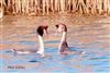 Great Crested Grebe