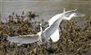 Little Egret