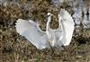 Little Egret