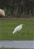 Photo of Great White Egret at Eythrope, Buckinghamshire. Taken by Stewart Dennis on 2nd April 2023.