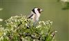 Photo of Goldfinch at Floodplain Forest Nature Reserve (formerly Manor Farm), Buckinghamshire. Taken by Michael Haberfield on 3rd May 2023.