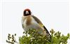 Goldfinch